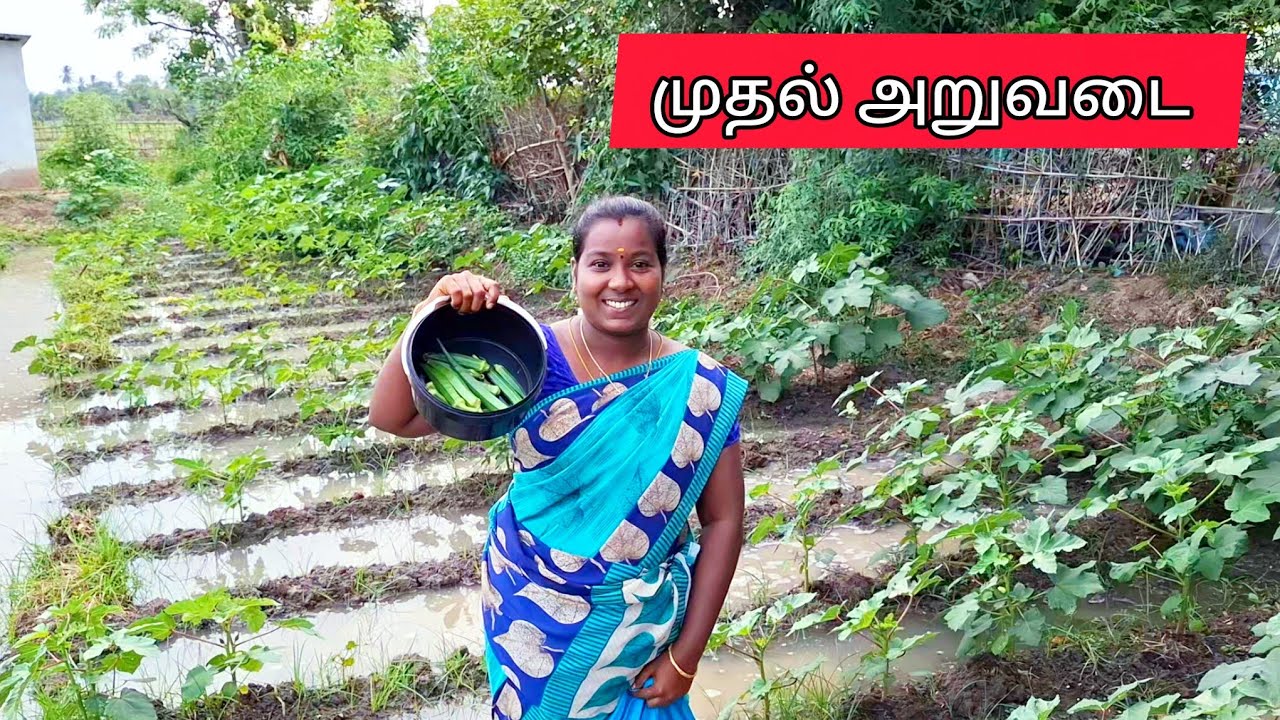 25 நாள் கழித்து முதல் அறுவடை 