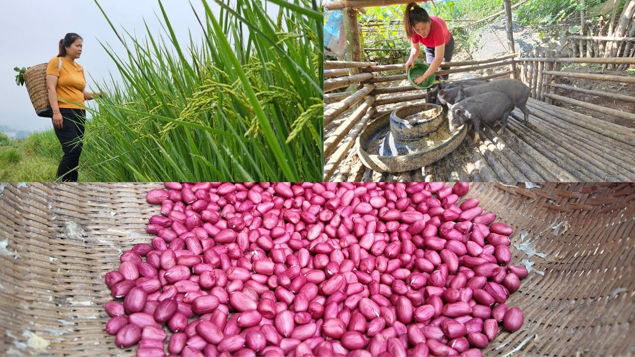 Peanut Harvest: Combining Livestock and Crop Farming Effectively | Tà Xùa Daily Life