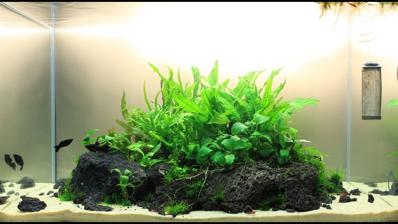 31. Aranżacja na podłożu aktywnym, bez CO2 | Start | 60x35x35h | Część 1/5 | 74L