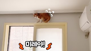 못말리는 고양이들의 수직 본능 | 고양이 키우기 전 방묘창이 필수인 이유?!