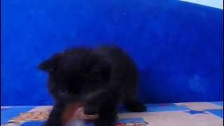 Котята экзоты Луцк Котята экзоты Луцк