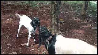 Ciri-ciri Kambing Minta Kawin (Birahi)