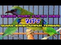 Suara Pikat Burung Cucak Kinoy Terbaru Mp3 - Mp4 Download