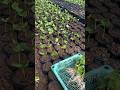 Menanam benih kopi arabika ateng #farming #agrikultur #teknikpertanian #nature #nature #kopisehat