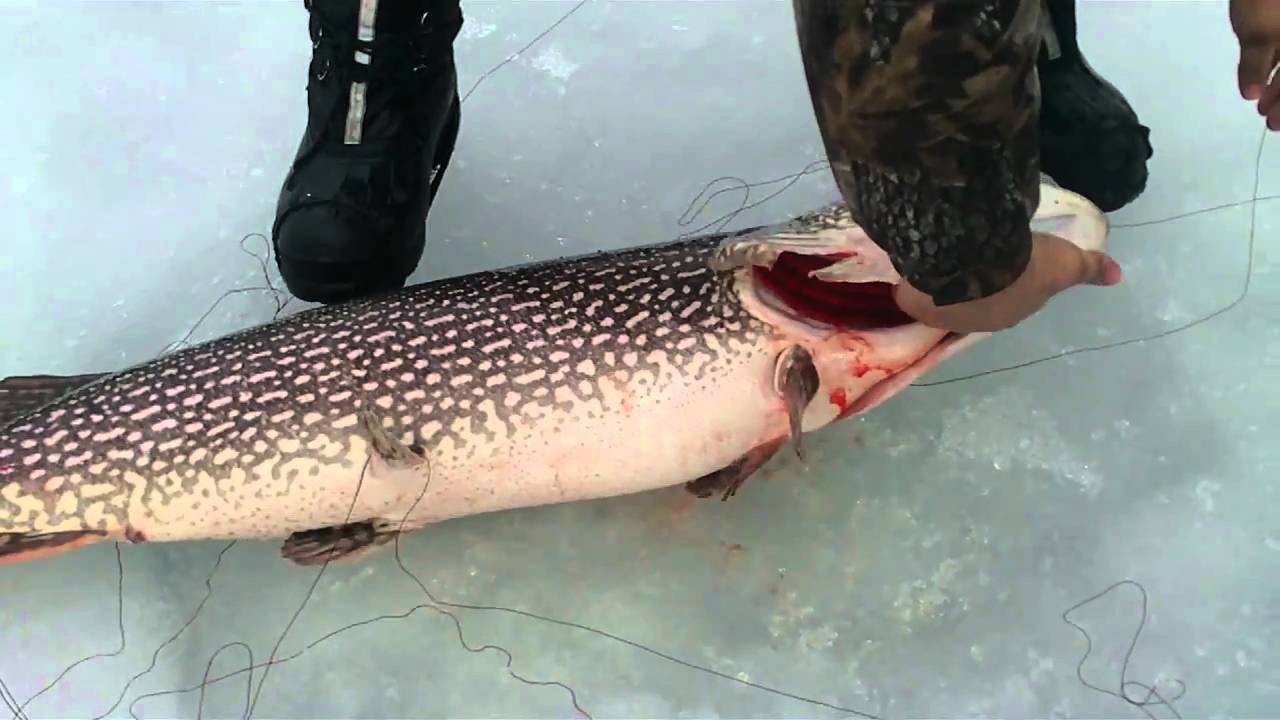 27.5lbs, 45 inch pike caught and released in Chapleau Ontario. YouTube