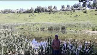 Прудок деревенский- июнь! Выход на природу.Rustic pond-June! Exit to nature.