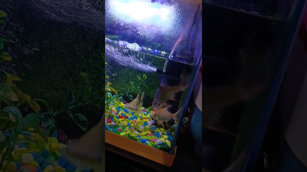 #bollywood #hindisong #song 🐠🐠🐠😍😍🥰😘