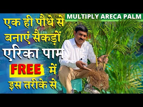 वीडियो: पाम के लिए फ्री मिसिंग सिंक: 4 कदम वीडियो: पाम के लिए फ्री मिसिंग सिंक: 4 कदम