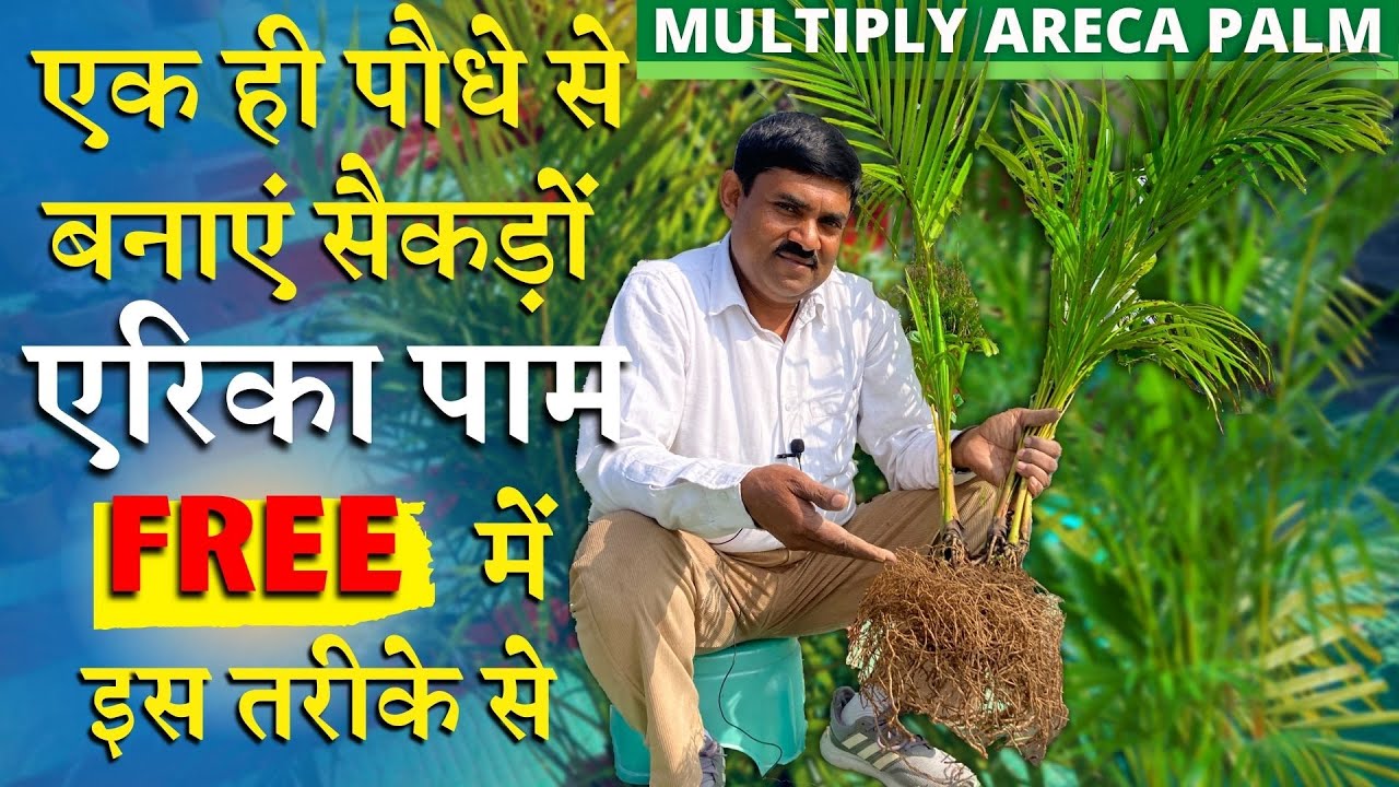 ऐसे बनेंगे एक पेड़ से सैकड़ों एरिका पाम फ्री में और थक जायेंगे पड़ोसियों को बाटते - बाटते | Areca Palm