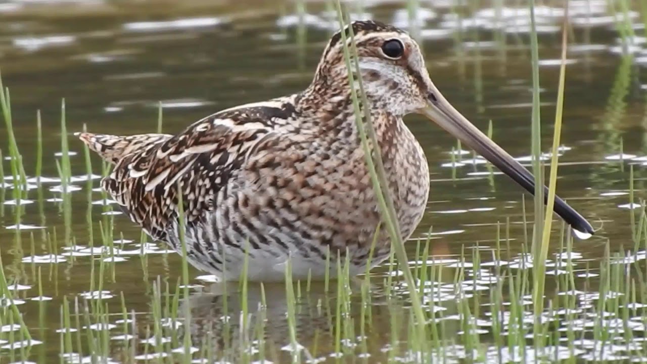 Common Snipe , Beccaccino (Gallinago gallinago)