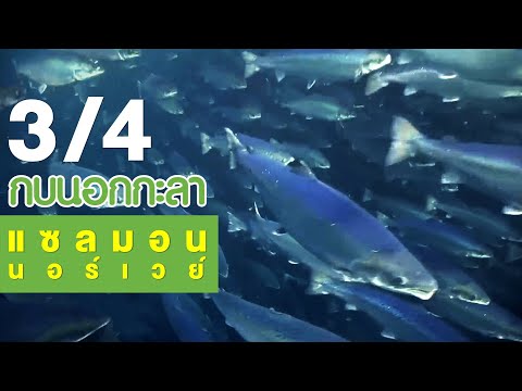 วีดีโอ: ปลาแซลมอนเป็นของปลาอะไร?