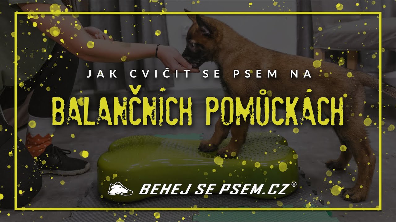 Jak cvičit se psem na balančních pomůckách?
