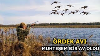 ÖRDEK AVI 2019 - Havada Karada Bizden Kaçarı Yok | Duck Hunting screenshot 4