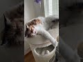 Waking Up a Sleepy Cat