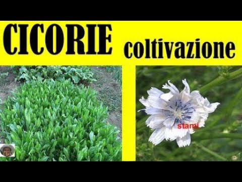 Video: Raccolta delle piante di cicoria: come e quando raccogliere radici e foglie di cicoria