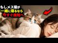 【見逃さないで!】メス猫が一緒に寝るなら、実は早急に対処すべきサインかもしれません7選