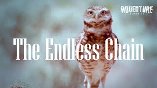 The Endless Chain (1971) | FREE Family Animal Documentary | Desert