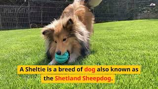 Sheltie ( BEST DOG ) ?