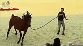 N 80 Radad Al Shaqab Wels 2019 Stallions 4 To 6 Years Old Class 11 Youtube