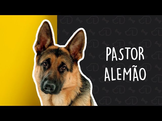 pastor-alemão  Tradução de pastor-alemão no Dicionário Infopédia