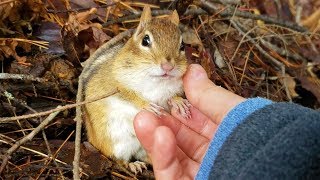 젤리같은 다람쥐 손 만지니 두 손 다 내주는 다람쥐 월리 Holding Chipmunk Wally’s Hands Is Like Touching Soft Jelly