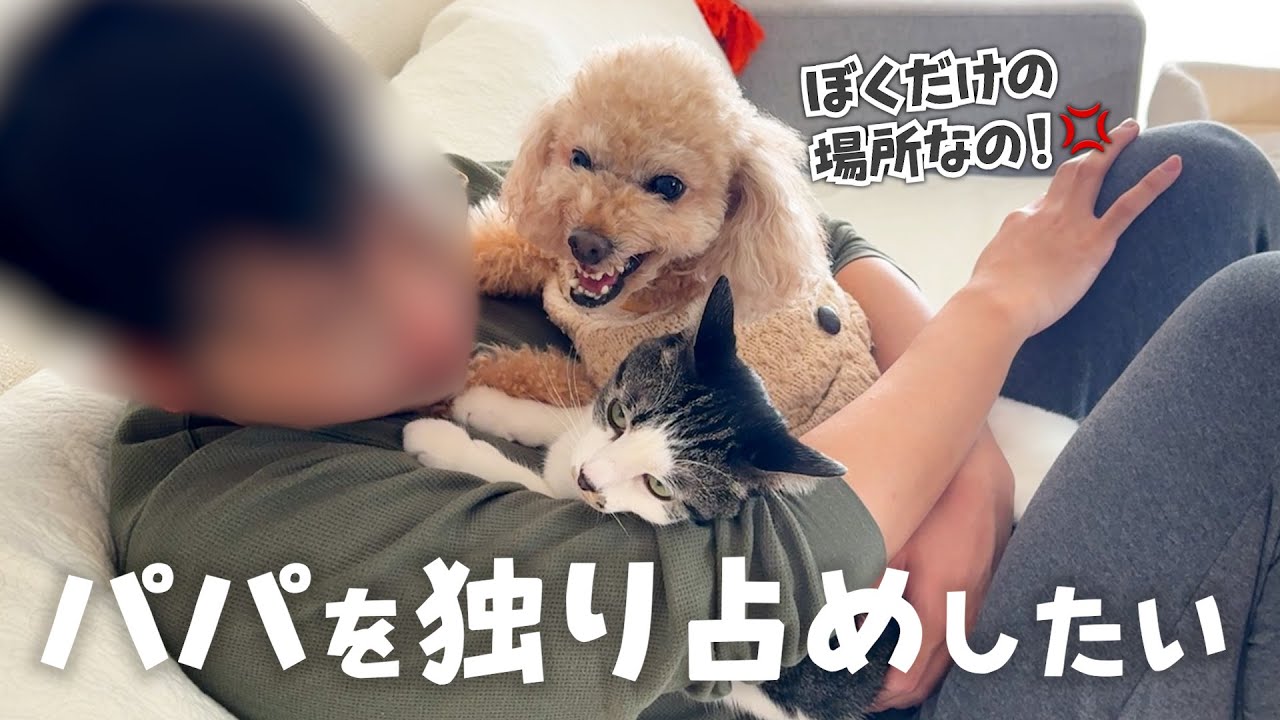 実は嫉妬深い愛犬がついに爆発...ご機嫌直しにドッグランへお出かけです🚗³₃