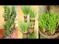 Recycling plastic bottles for growing onions and garlic, vertical garden ideas