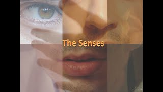 Anatomy and Physiology Review of the Senses the Eye