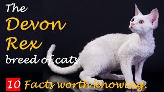 The Devon Rex breed of cats . 10 facts worth knowing by My Pet Checkup 279 views 1 year ago 7 minutes, 32 seconds