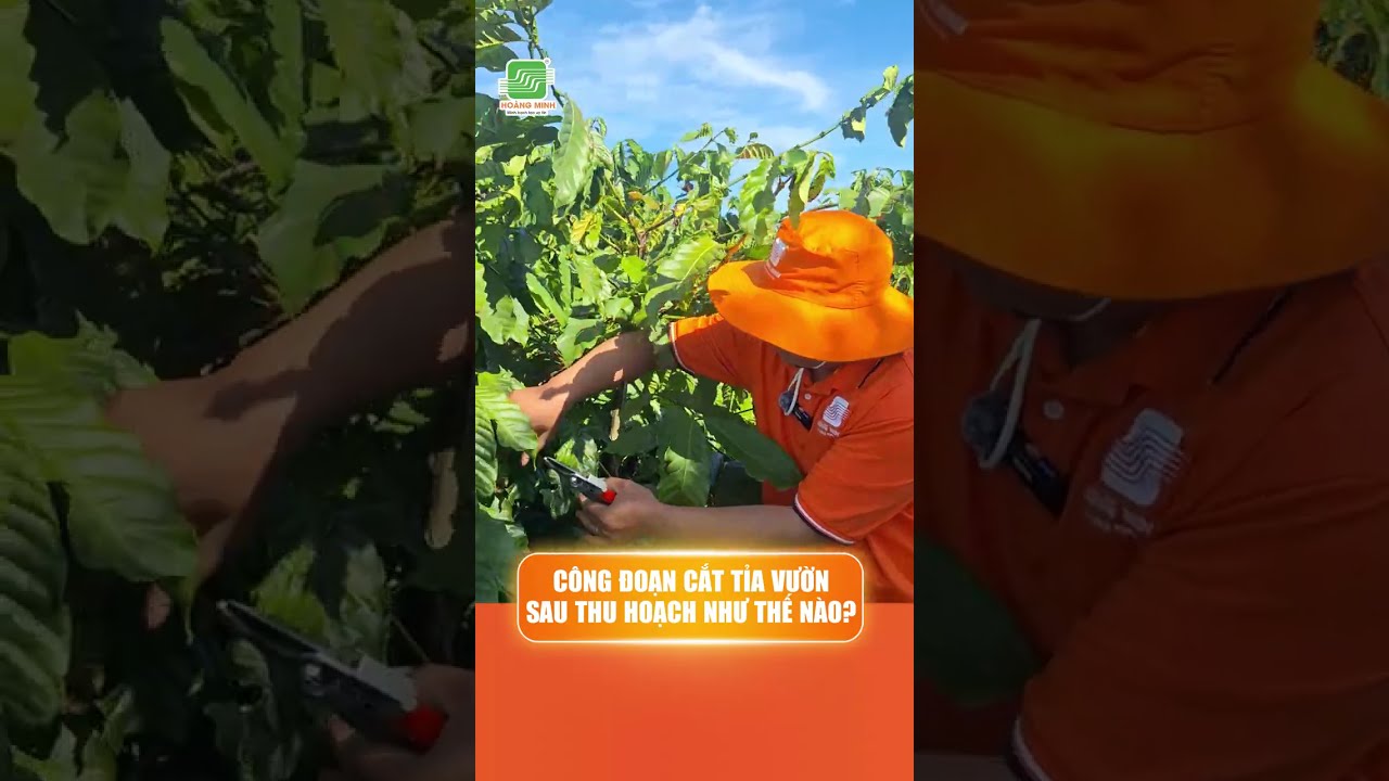 CÔNG ĐOẠN CẮT TỈA SAU THU HOẠCH CÀ PHÊ