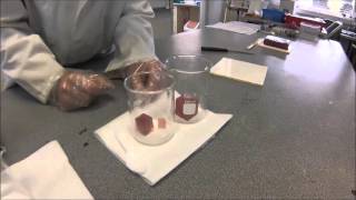 SACE Stage 2 Biology - The effect of Surface Area to Volume ratio on Diffusion