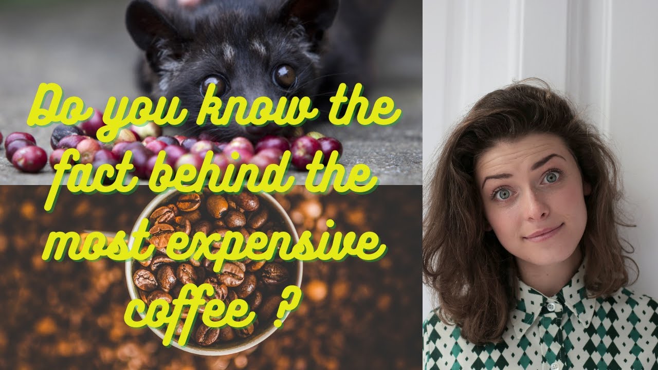 AMAZING FACT ABOUT THE WORLD'S MOST EXPENSIVE COFFEE|
