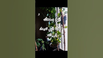 أجمل تلاوة هادئة تُذهب الهموم وتريح القلب 🕊️ #اكسبلور #الرحمن #المصحف #العظماء #سكينه