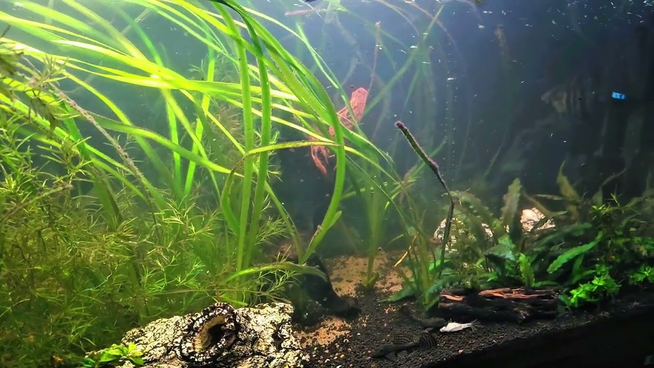 GoPro with isteady Pro 4