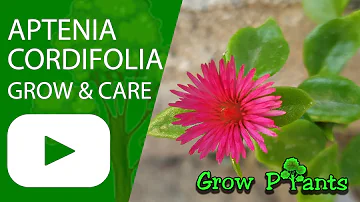 Aptenia cordifolia - grow, care harvest & EAT (Baby sun rose)