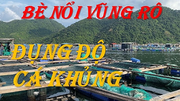 Câu Cá Biển - Bè Nổi Cảng Vũng Rô - Đụng Độ Cá Khủng Cực Hấp Dẫn