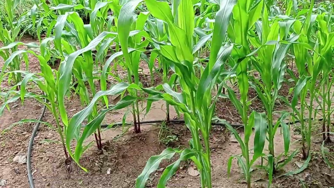 muitas coisas pra fazer na horta vamos la 