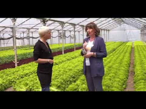 Cartlis, საიმედო კომპანია, საიმედო რეკომენდაციაში!