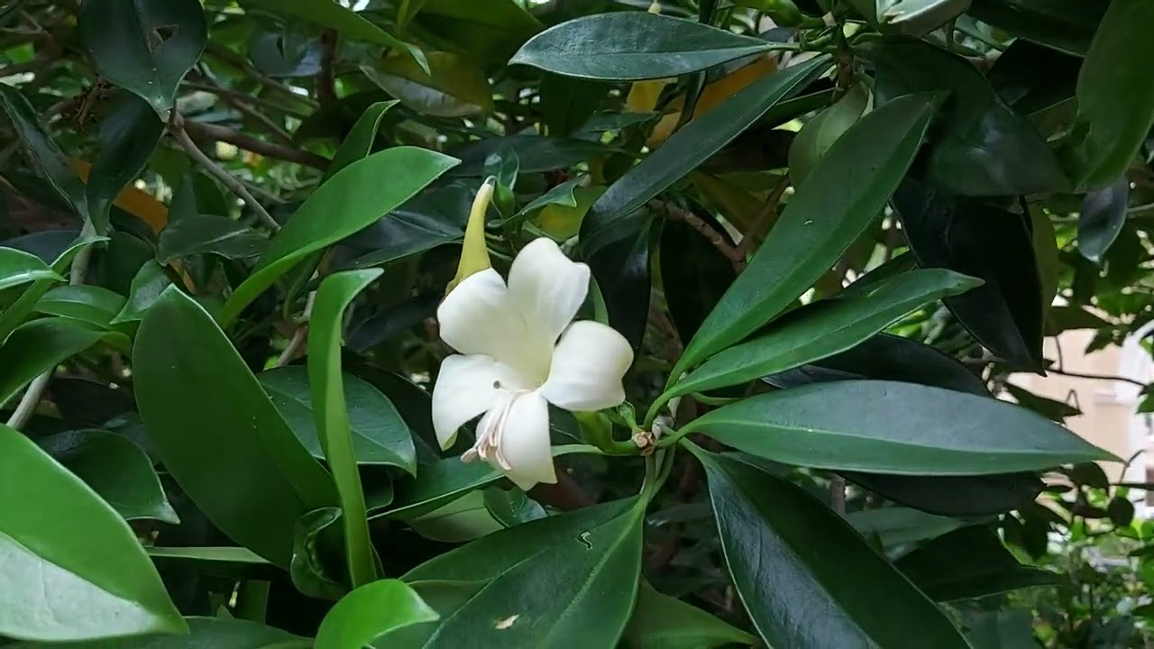 20220604 St John's Cathedral, Central  Fagraea ceilanica