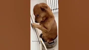 Dog Funny Reels Video Tamil Funny Video Status Trending Reel Video Comedy Status 