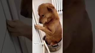 dog funny reels video Tamil funny video status  trending reel video  comedy status