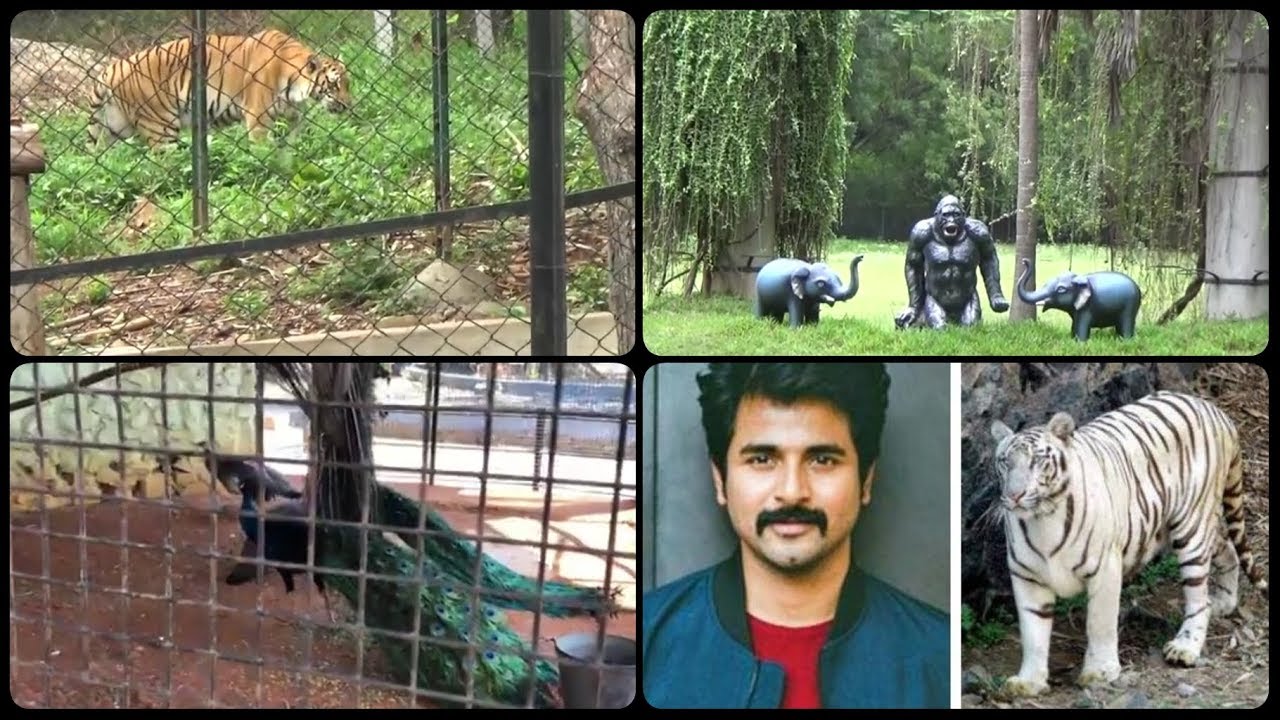 Vandalur zoo vlog/ வீட்டில் இருந்து கூட live ஆ பாக்கலாம் / அறிஞர் அண்ணா