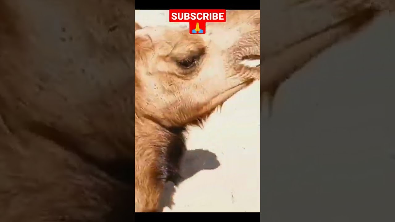 Camel Beauty Of Thar