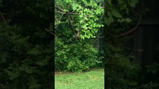 3-legged tail-less squirrel still v good at squirrel stuff