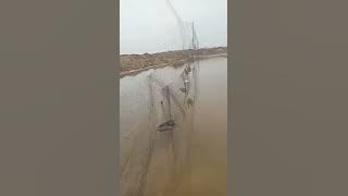 Tiếng vạc gọi to kêu cắn nhỏ hạ đàn nhanh đánh lưới đêm hay đánh mồi kẹp đều ok.zalo 0399521990