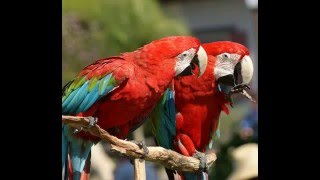 San Diego Zoo in California - san diego zoo discount coupons and tickets cheapest