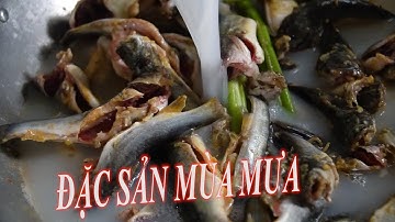 Sản vật mùa mưa. Cá chốt đầu mùa. Cá chốt nấu canh chua...#Tin tức Cà Mau #