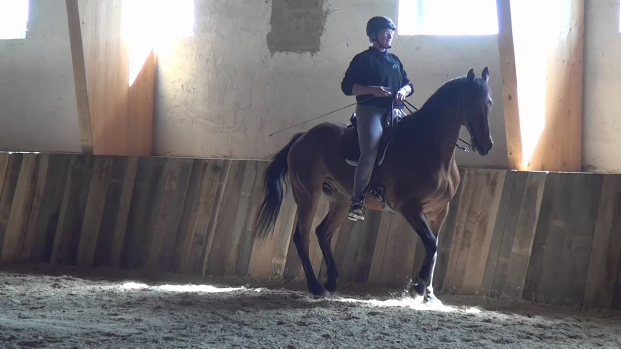 Themenseminar Piaffe mit Bent Branderup bei Marius Schneider