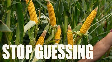 HOW TO DETERMINE YIELD ESTIMATES ON CORN