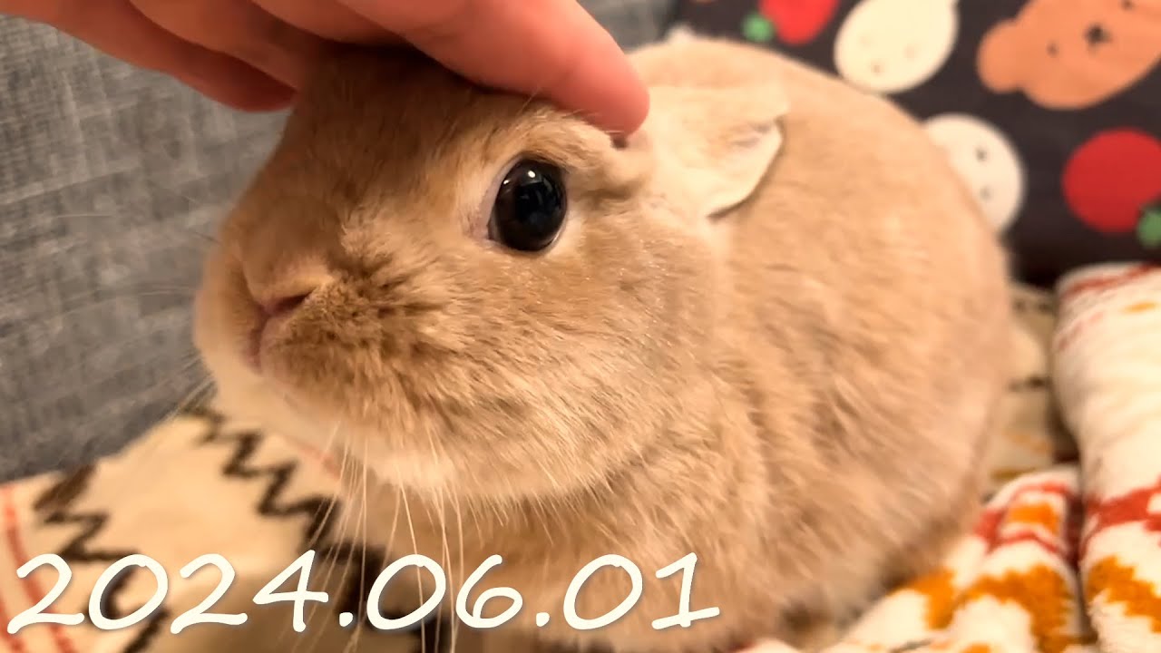 毎日の30秒ひなちゃん🐰✨【2024.06.01のひな】[うさぎ] - YouTube